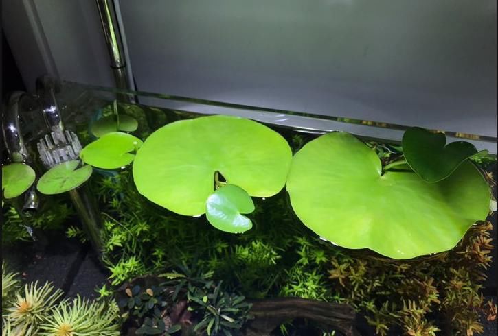  #叶子#最好养、最弱智的植物，只长一片叶子，给点水就能活！