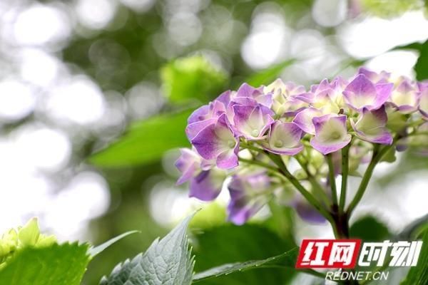  【植物园】湖南规模最大、花色最全的绣球花展，正在初夏绽放