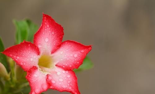 『超长』花期超长的3种花,开花爆盆很简单,家里养一盆,赏花一整年