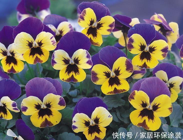  【三色堇】喜欢养护漂亮的花卉，就选择开花量繁多，花期长的5种花卉，妖娆