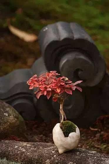  「植株」微型盆景制作方法，有哪些养护要点？