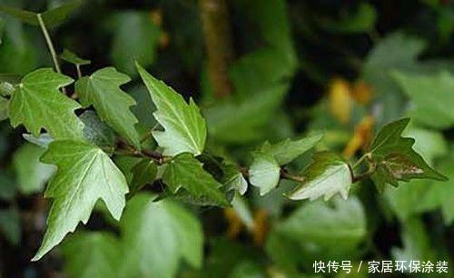  「中华常春」12种常春藤，每种都这么美，必须养一盆！