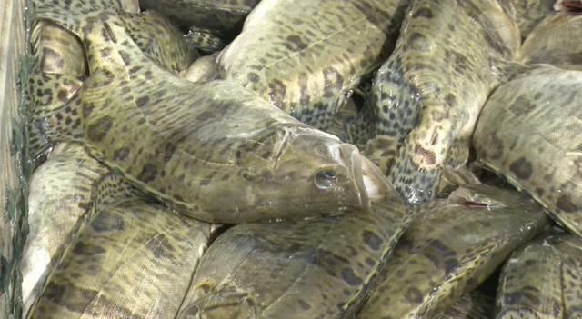 退伍军人回家后创业,养殖桂花鱼,价高好销,每斤