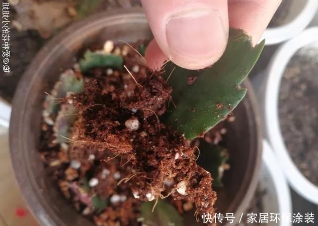 #长寿花#养花技巧：这5种花不用买了，蹭掉的叶子塞盆里，立马又冒一大盆