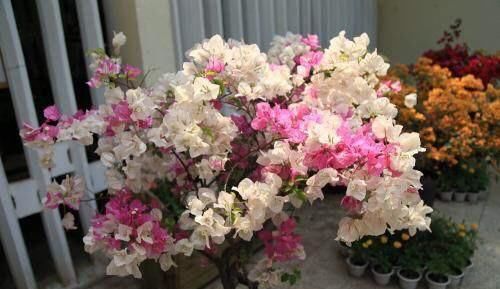  『三角梅』养三角梅，一点“施肥”小窍门，开花多又鲜艳，枝上满满全是花！
