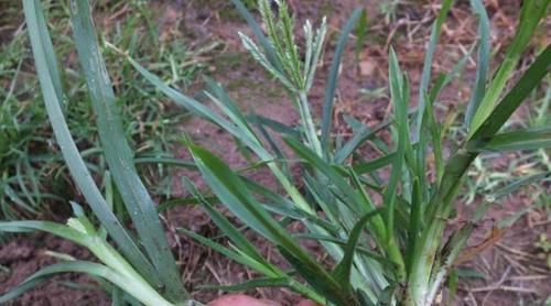 它是农村中最普通的野草，大家见到就会拔，却不知其价值珍稀