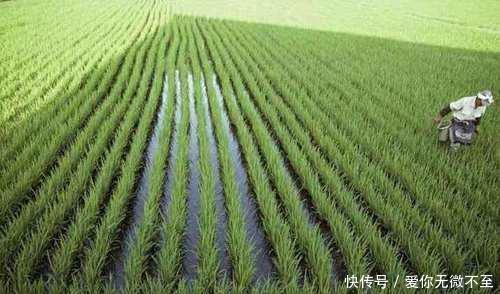  「稻田」为什么国外这些生物会泛滥成灾, 在中国会濒临灭绝