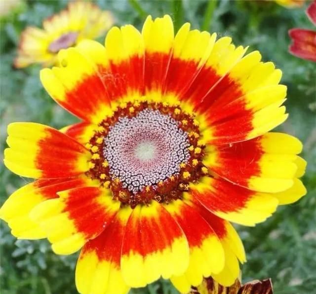  『排水良好』推荐一花多色的5种植物，缤纷多姿