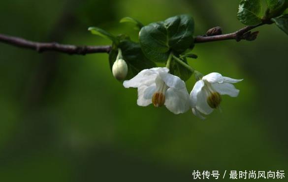  「果实」这种树是江苏特有，果实像秤砣，是国家保护植物，很多