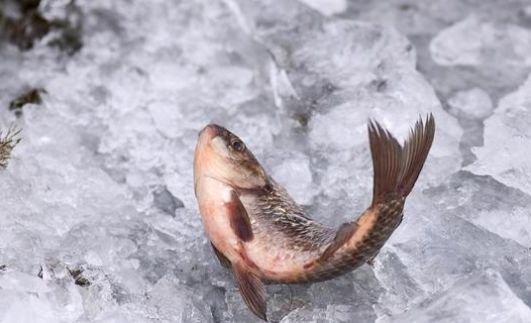 中国最大内陆淡水湖冬捕开始啦,渔民直接用湖水煮鱼,味道太棒啦