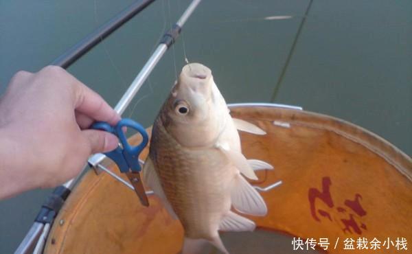  [漂相]手竿钓鲫鱼经常跑鱼，可以试着这样调整，让中鱼率飙升几倍