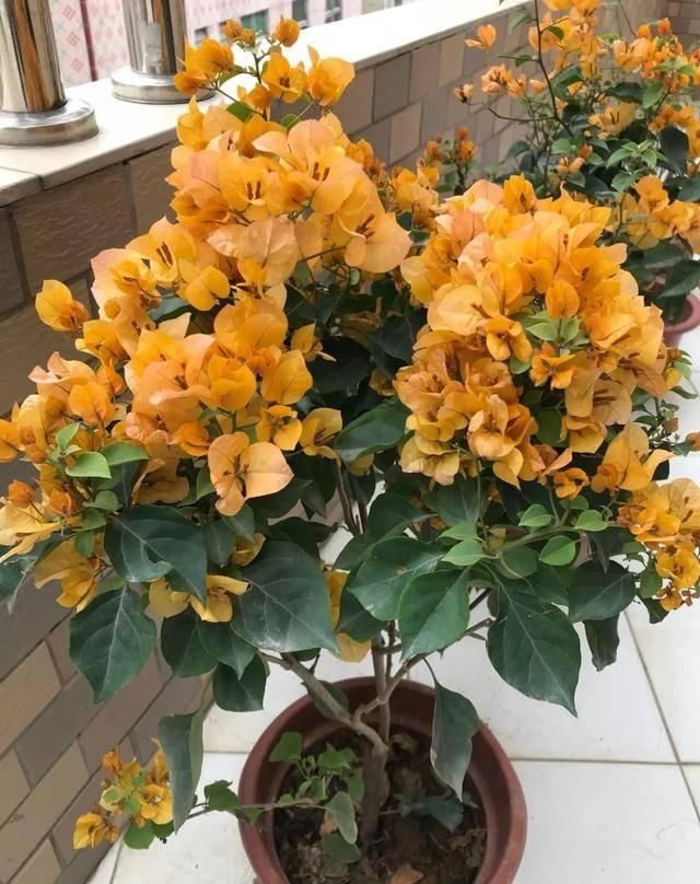 「暗斑夕阳红」这13种三角梅被称“开花机器”小苗就不断开花,适合阳台盆栽