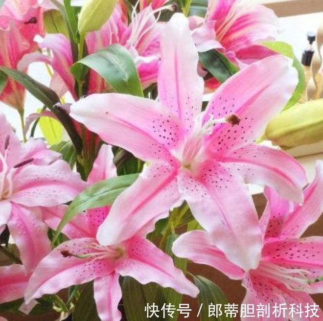  『家里』3种花，一养就上瘾，随手养一盆，幸福又美好，家里养着上档次！