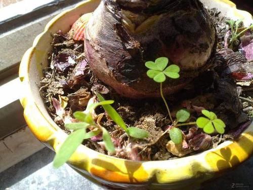  『花盆里』花盆里有杂草？别拔，老花匠都不动