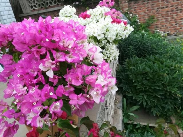  三角梅苗■刚买的扦插三角梅换盆易掉叶枯枝？采用套盆法，养根才是正途