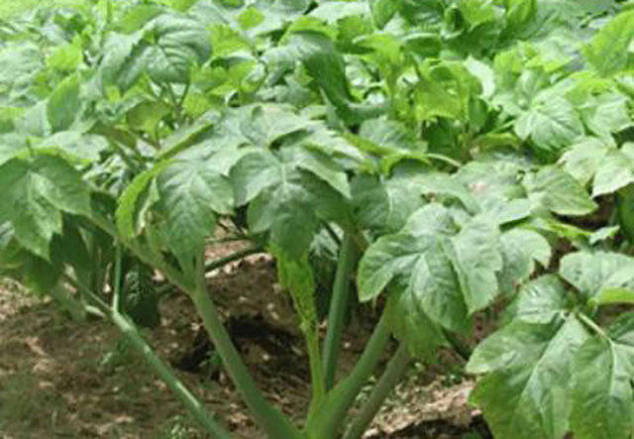 以前这草农民当做猪饲料，现在被捧成神仙草，人工种植一棵30元！