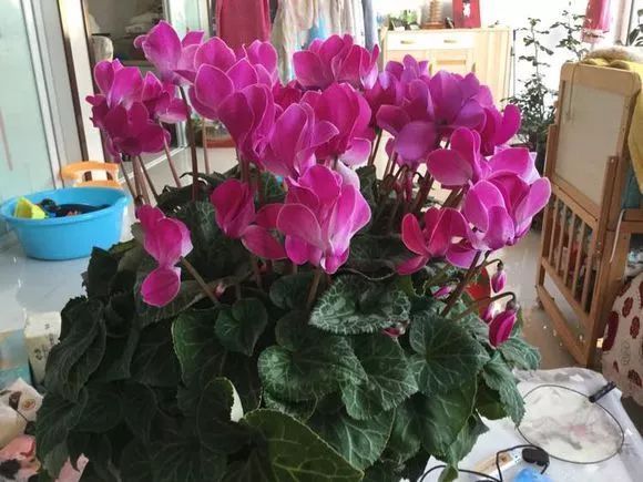 「长势」花友家的仙客来长势非常喜人,每年都开爆,真美!~