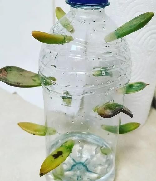  『植物的叶片』用塑料瓶来水培多肉植物叶片，快速促进生根，长芽后就可转土培