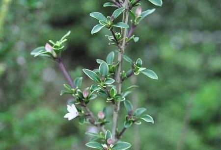  「观赏价值」农村人称“白马骨”的野草，全身是宝，对风湿有良效