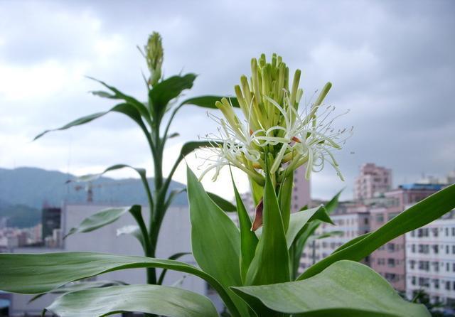 『十足』3种普通花,养花高手才能养开花,开花仙气十足,福气自然来