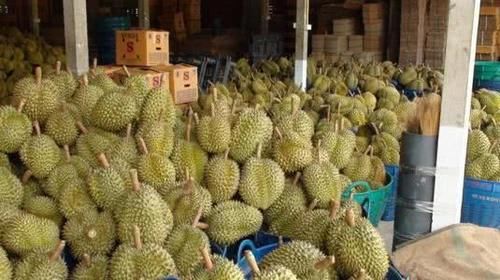 中国游客在泰国买榴莲，回家打开一看傻眼了，导游：露肉的别买！