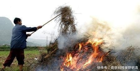  秸秆|推行秸秆就地还田，如今弊端显现，农民反问专家，损失由谁