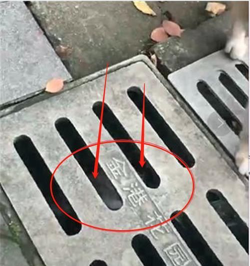 下水道@两只流浪猫向好心人求助,搭救下水道的猫咪,画面让人心疼不已