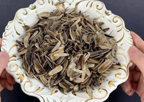 「花盆里」不用买“缓释肥”,捡“3种料”发酵,养绿萝,70天疯长爆盆!