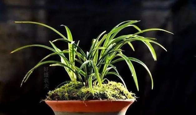  『种植的兰花』服盆期的兰花,可别乱施肥,这样施才安全有效!