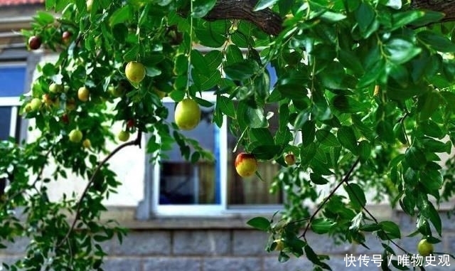  躲开|门前种树有门道，5种树镇宅，运道好，3种树要躲开，你了解