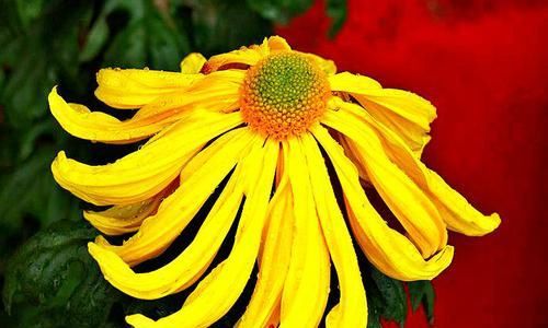 「紫藤花」喜欢菊花，就养盆“菊中精品”一文嵩，花似金龙捧珠，高贵大气
