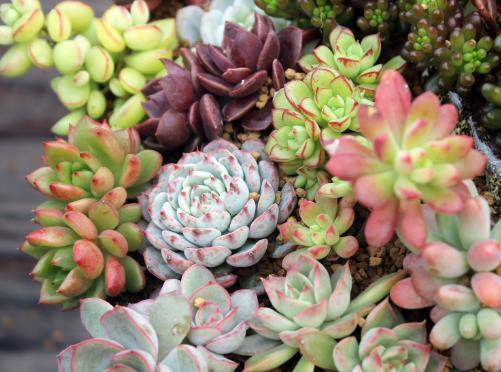 『不再』想判断多肉进入休眠期,只需看准4个地方,让你不再收空盆!