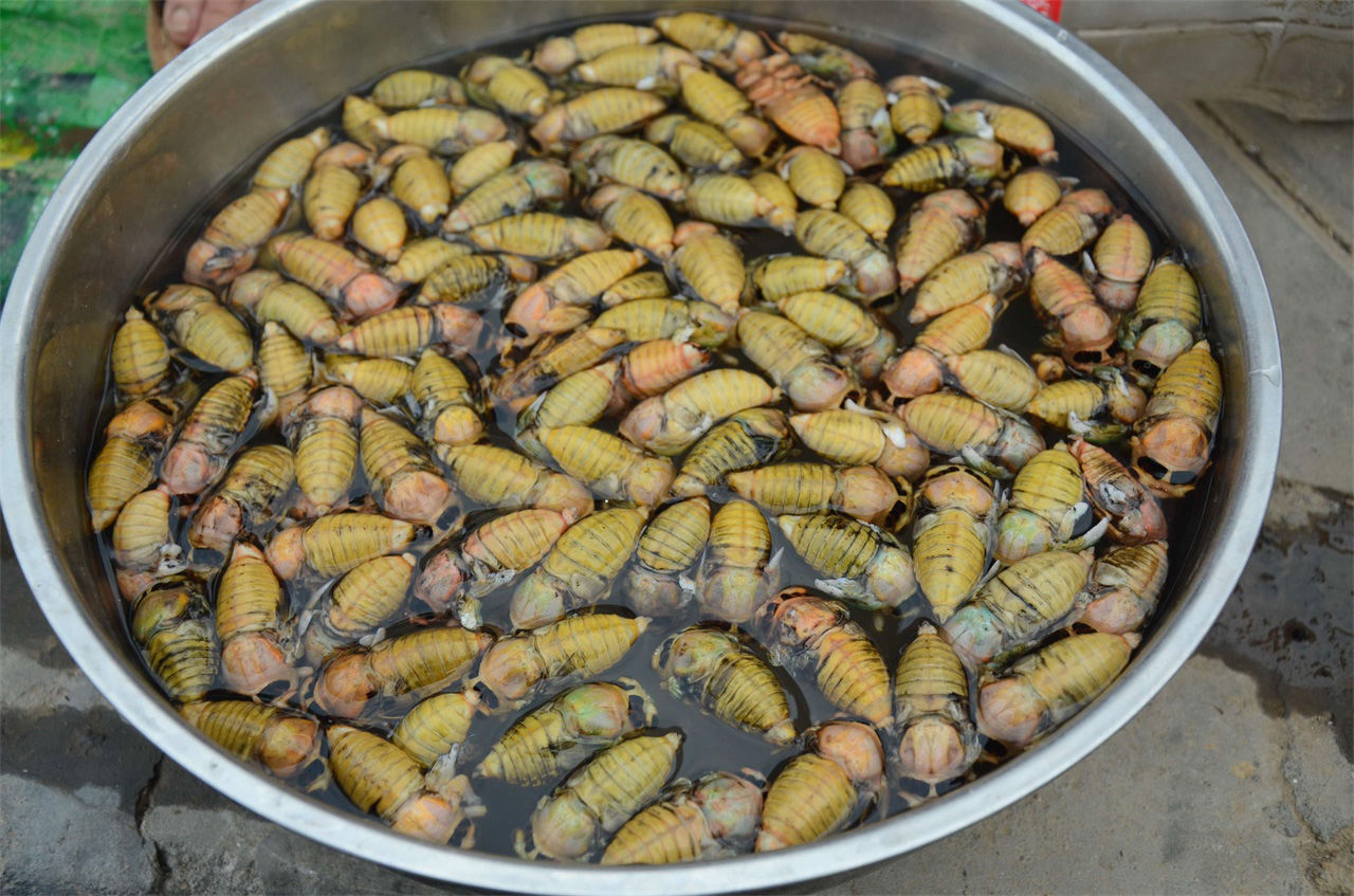 河南农民大叔集市上卖知了猴，一个六毛多钱，一天能卖五千个