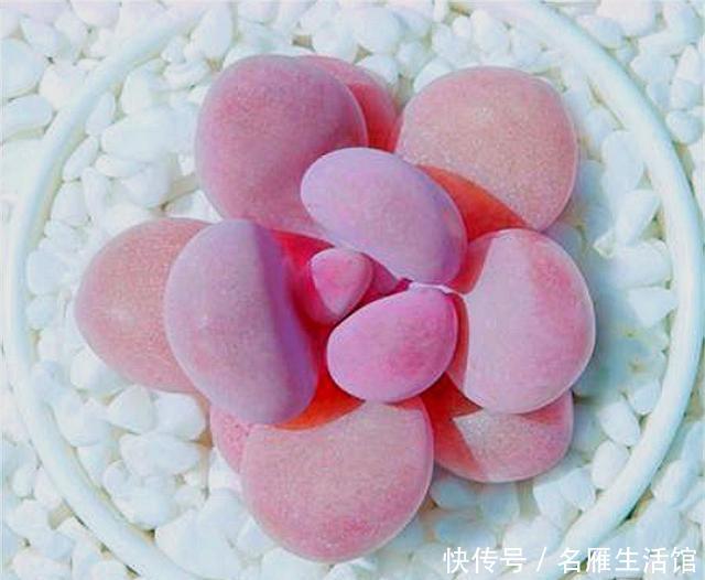  【本身的生长】多肉浇水要“灵活”，掌握4个“微调按钮”，不烂根长得快