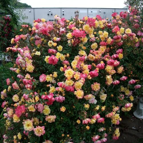  『蔷薇花苗』庭院里种上这七种爬藤植物，越晒花越多，满墙开花又多又漂亮