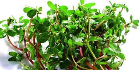  尊贵■路边的野菜竟如此“尊贵”，会给你带来益处，你知道是哪一个吗？