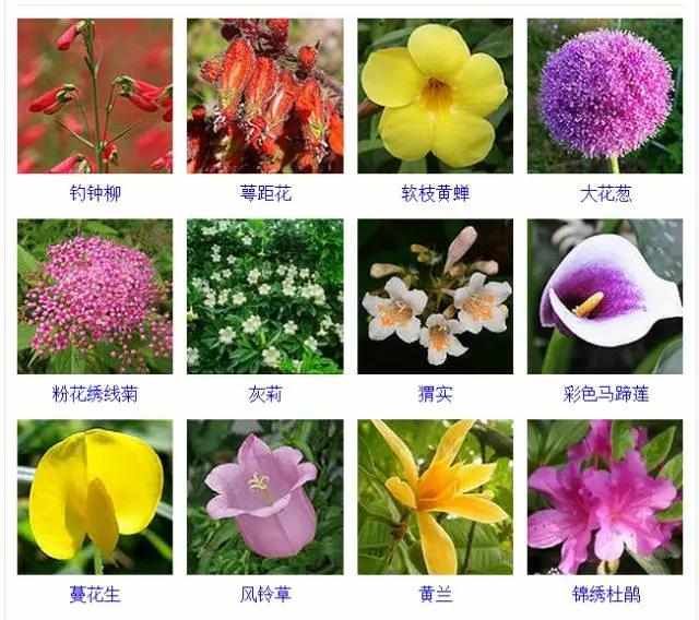  【品种】400种 · 观花植物品种大全，值得收藏