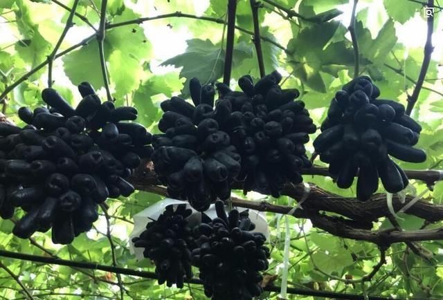  [果树]还在养绿萝？聪明人都养此果树，新手可种、果甜如蜜、结果两箩筐