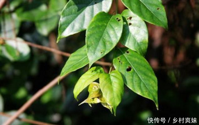 农村一种常见的植物，对小孩子很有好处，全身上下都很值钱