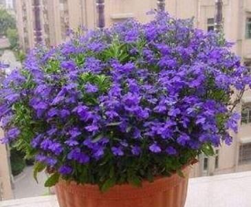  #花色#养花费钱？“3种花”几块钱买一盆，花色多又艳，四季开花拦不住