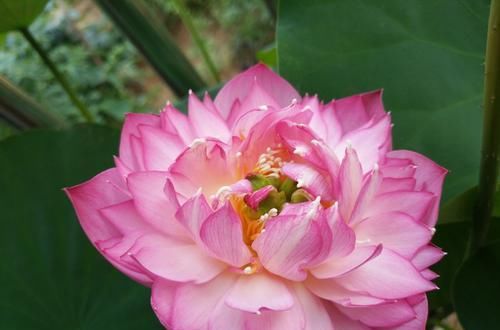  『耐热』养花就养此3种，耐热耐晒又耐旱，越晒长的越好，开花漂亮能爆盆