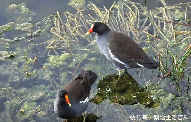  [飞禽]这种野生飞禽，肉质鲜嫩，价格高达120元一只，人工养殖前