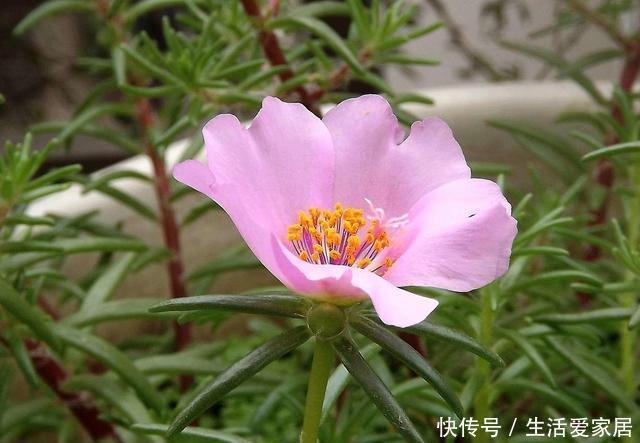  [扦插]3种花枝条沾土就活，扦插最简单了，一盆变多盆今年开花爆盆