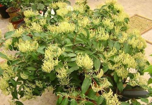 传家宝@这“3种”植物别小看,盆盆都是“传家宝”,越“老”越有价值!