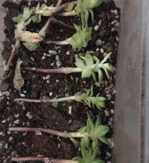 #一大#秋天养“观音莲”,别忘摘点芽繁殖,一棵变10棵,来年又长一大圈