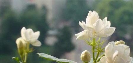  枝条：茉莉花枝条扦插，方法就这么简单，一个月就生根