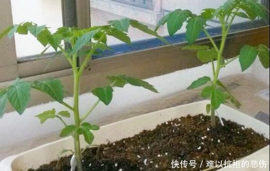  「一大」阳台种西红柿，3分钟就学会，一棵结5斤，一摘一大筐，少出门买菜