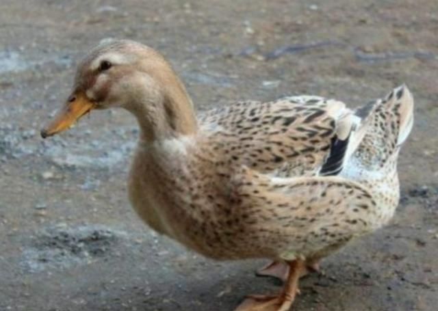  利润：养500只鸭子利润高达2万块，成活率95%，原来是这样养殖的