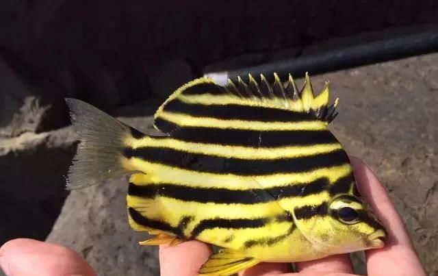  「东山叫红」46种海钓常见的鲷类鱼，最后一种高价的鱼原来也是鲷鱼，才知道