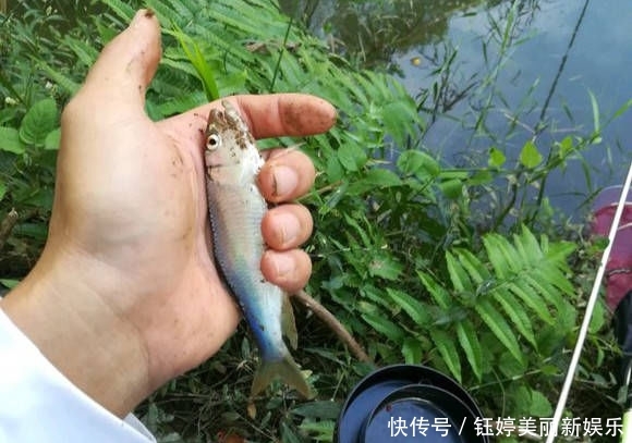 『时间』林子里面藏着的一条小河,没想到全是马口鱼,新手也能钓上百条!